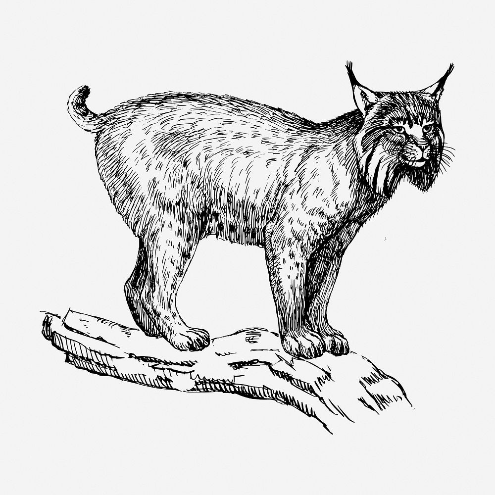 Lynx cat hand drawn illustration. Free public domain CC0 image.