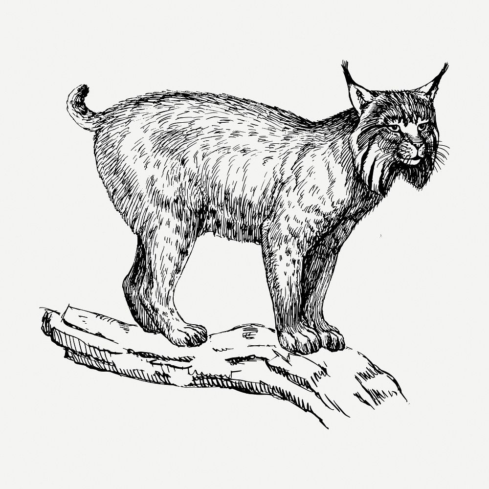 Lynx cat drawing clipart, animal illustration psd. Free public domain CC0 image.