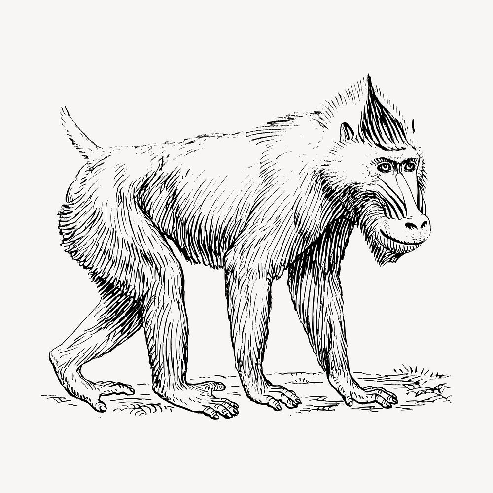 Mandrill monkey hand drawn clipart, animal illustration vector. Free public domain CC0 image.