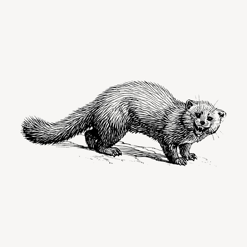 Marten hand drawn clipart, animal illustration vector. Free public domain CC0 image.