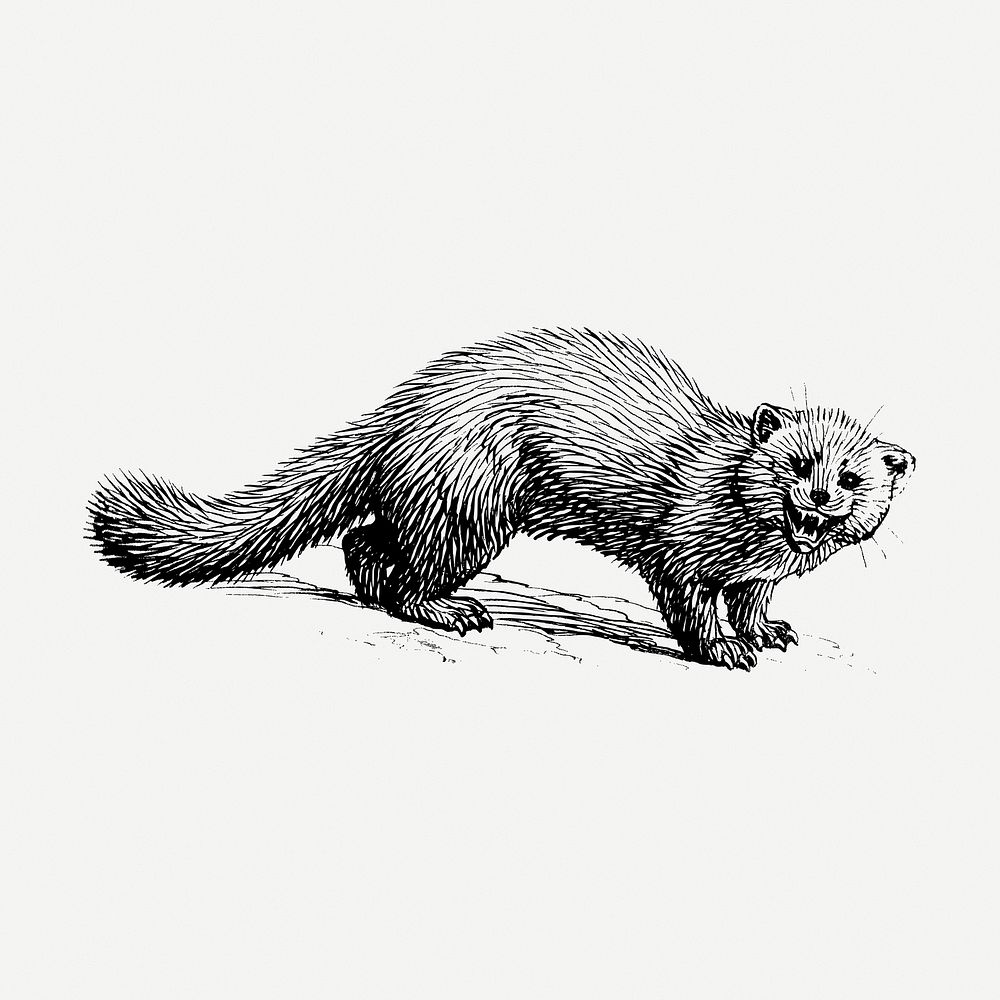 Marten drawing clipart, animal illustration psd. Free public domain CC0 image.