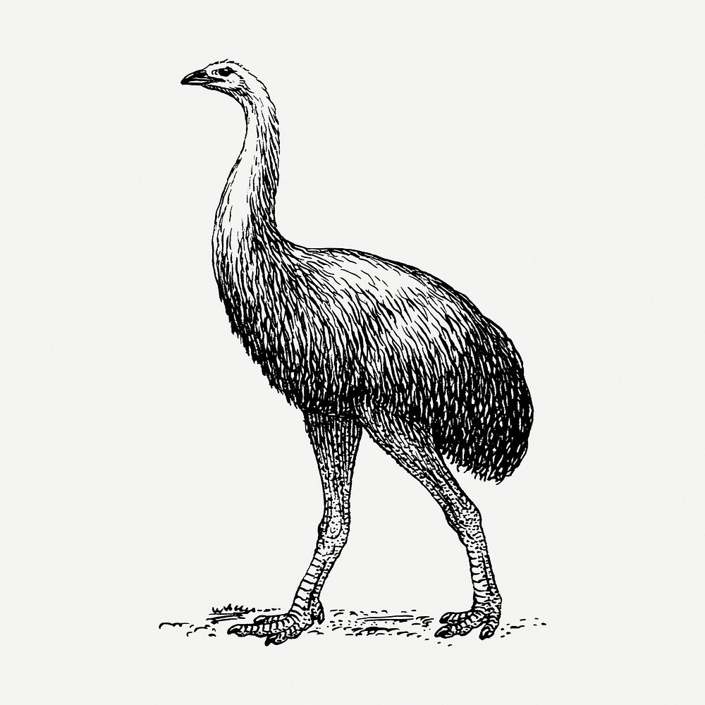 Moa bird drawing clipart, animal illustration psd. Free public domain CC0 image.
