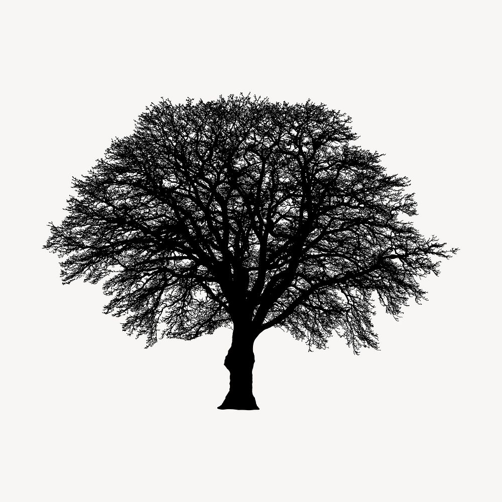 Tree silhouette clipart, botanical illustration in black. Free public domain CC0 image.
