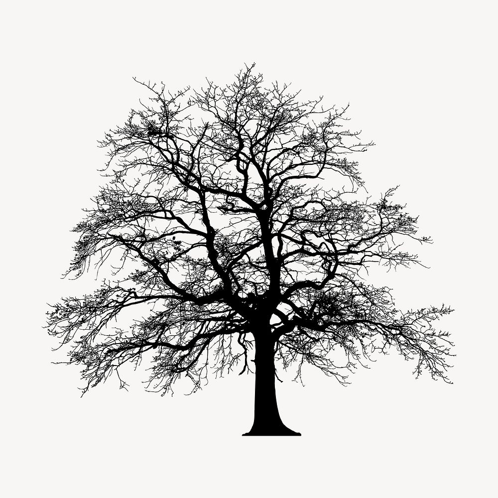 Leafless tree silhouette clipart, botanical illustration in black. Free public domain CC0 image.