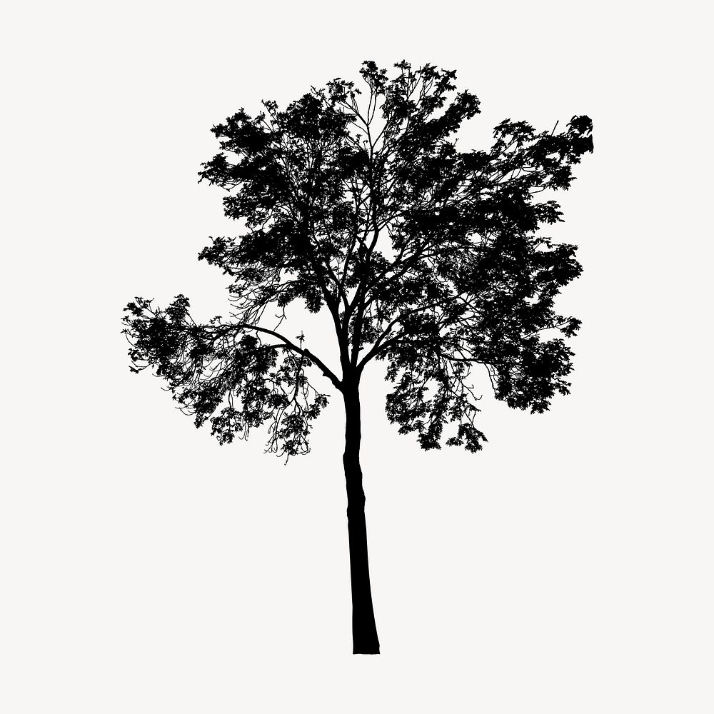 Eucalyptus tree silhouette clipart, botanical illustration in black. Free public domain CC0 image.
