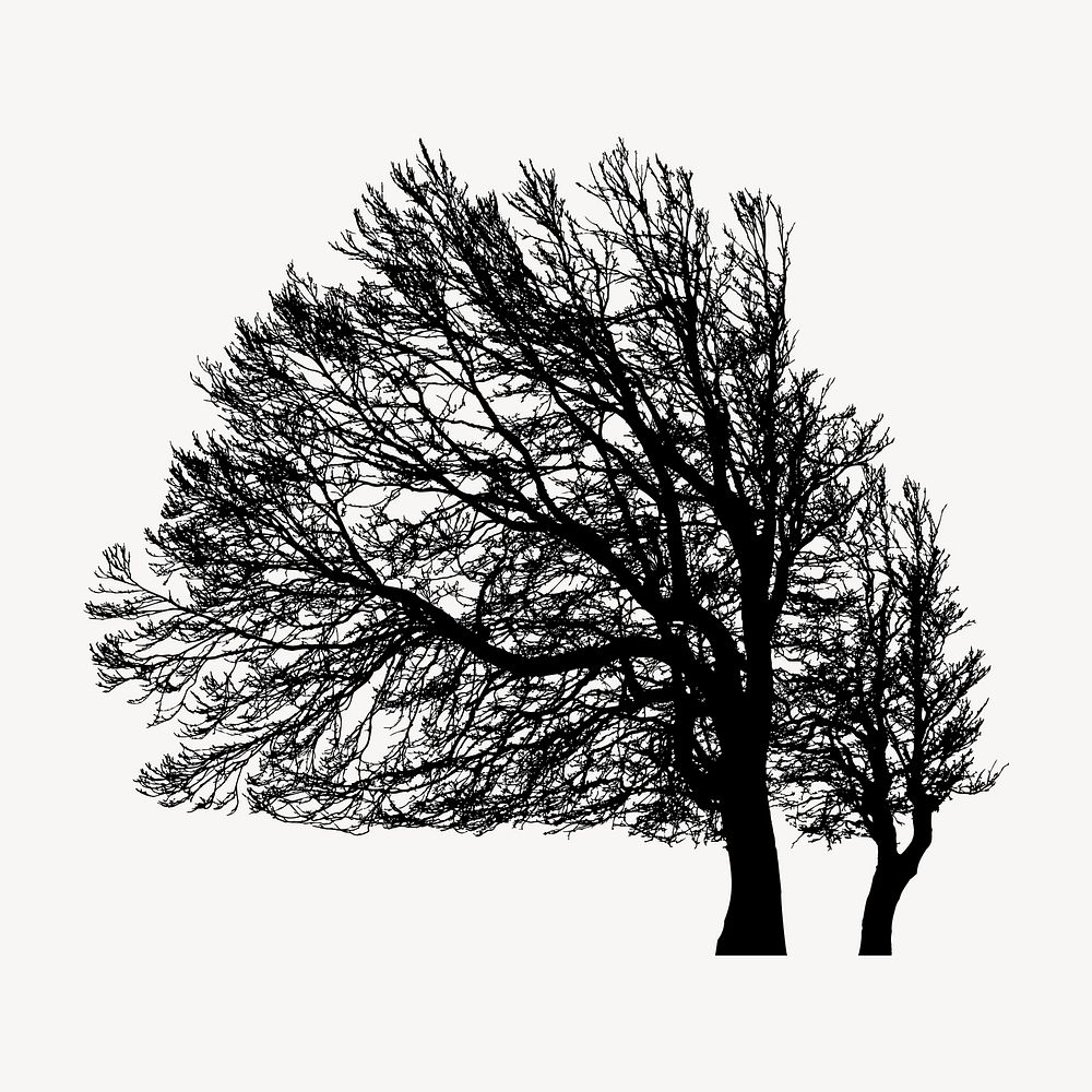 Leafless beech tree silhouette clipart, botanical illustration in black vector. Free public domain CC0 image.