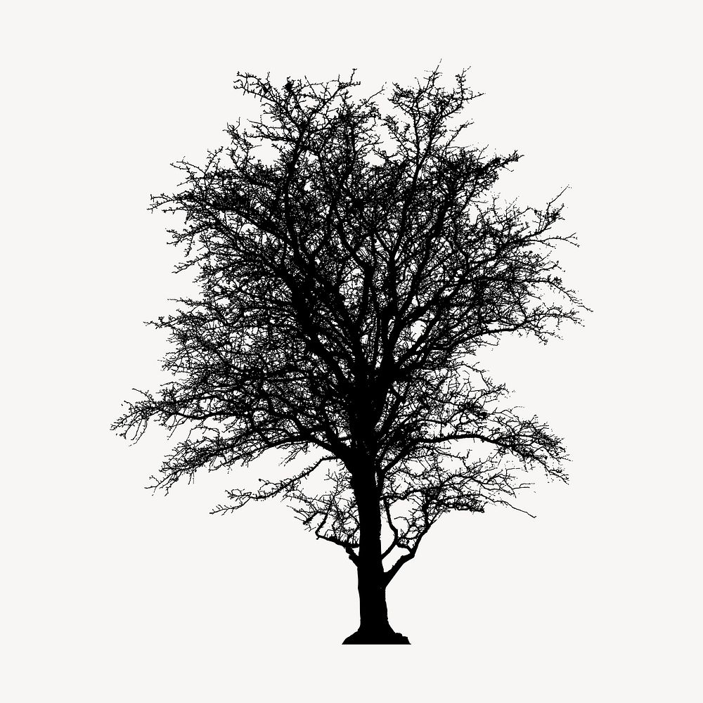 Leafless tree silhouette clipart, nature illustration in black. Free public domain CC0 image.