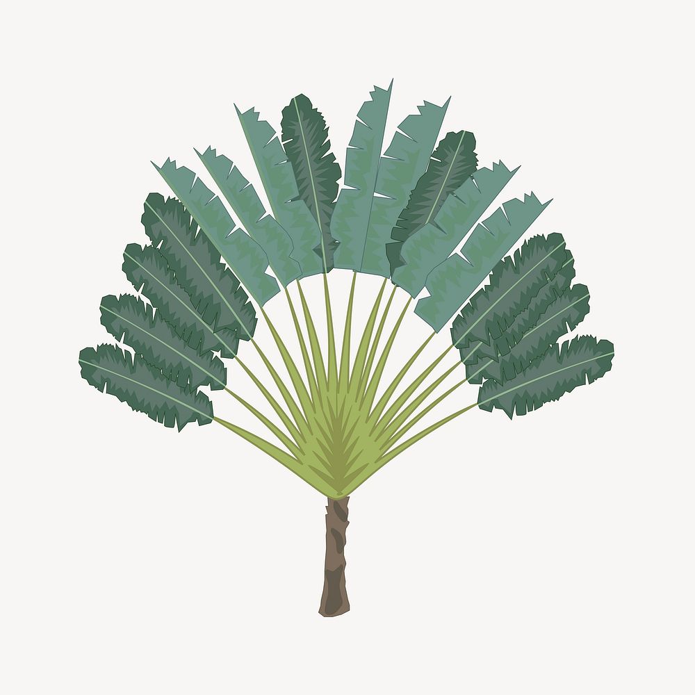 Ravenala tree clipart, tropical plant illustration vector. Free public domain CC0 image.