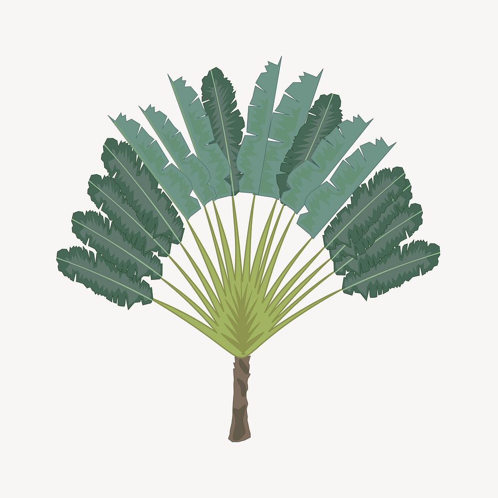 Ravenala tree drawing, tropical plant illustration psd. Free public domain CC0 image.