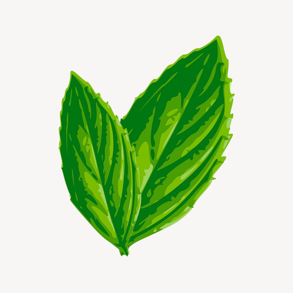 Green leaf clipart, botanical illustration. Free public domain CC0 image.