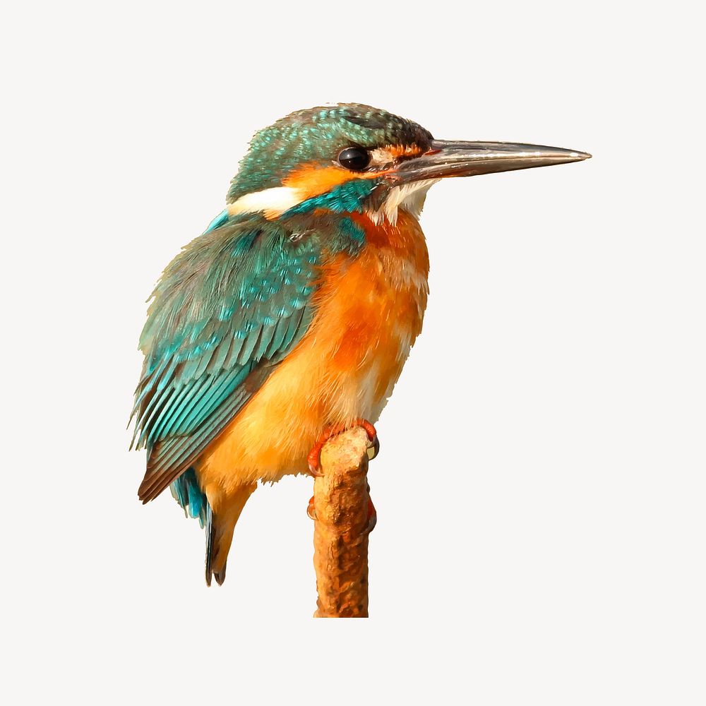 Kingfisher bird sticker, animal illustration psd. Free public domain CC0 image.