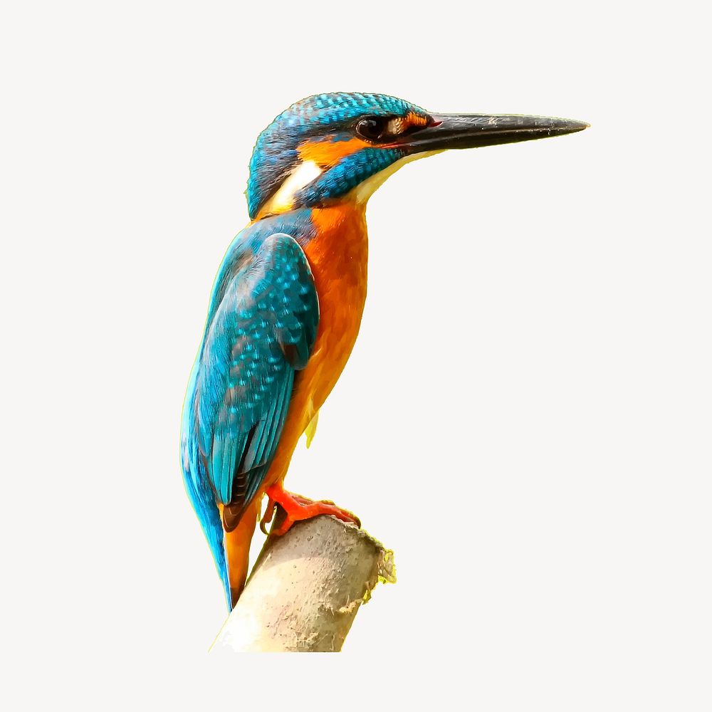 Kingfisher bird clipart, animal illustration. Free public domain CC0 image.