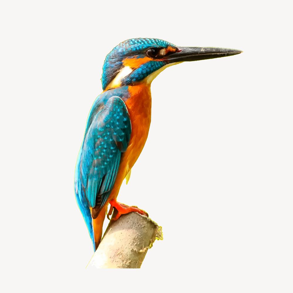 Kingfisher sticker, bird illustration psd. Free public domain CC0 image.