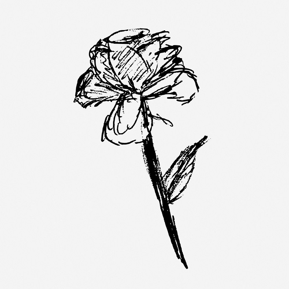 Rose sketch hand drawn illustration. Free public domain CC0 image.
