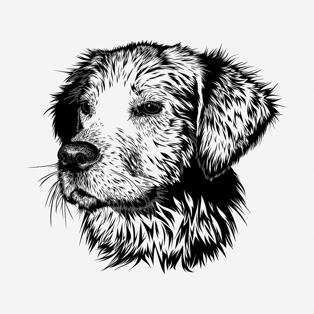 Golden Retriever dog hand drawn illustration. Free public domain CC0 image.