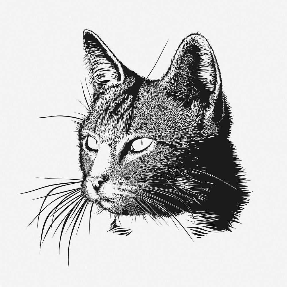 Cat portrait hand drawn illustration. Free public domain CC0 image.