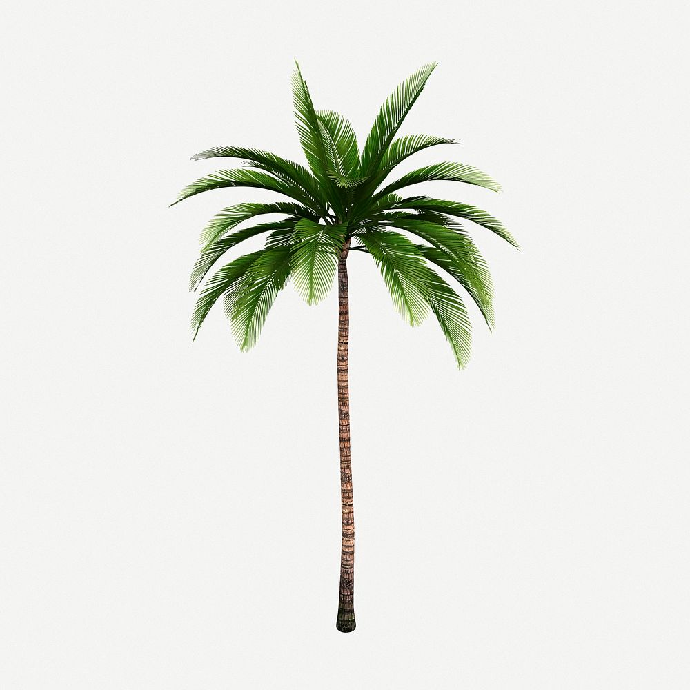 Palm tree clipart, collage element illustration psd. Free public domain CC0 image.