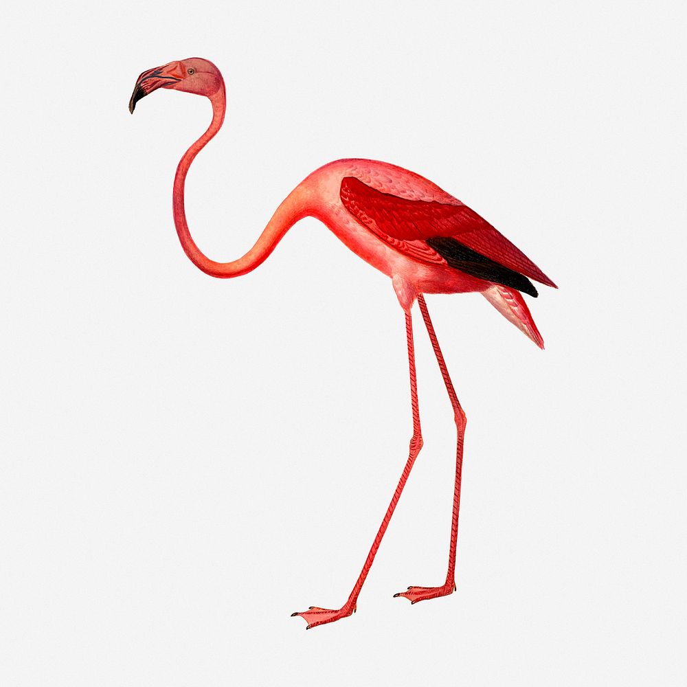 Pink flamingo clipart illustration. Free public domain CC0 image.