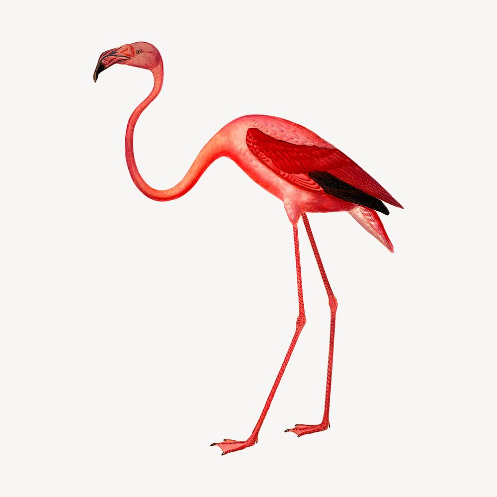 Pink flamingo clipart, animal illustration vector. Free public domain CC0 image.