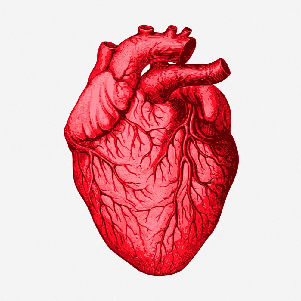 Human heart clipart illustration. Free | Free Photo - rawpixel