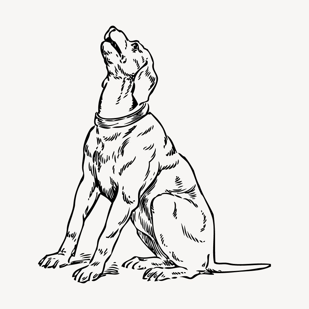 Dog drawing, vintage animal illustration vector. Free public domain CC0 image.