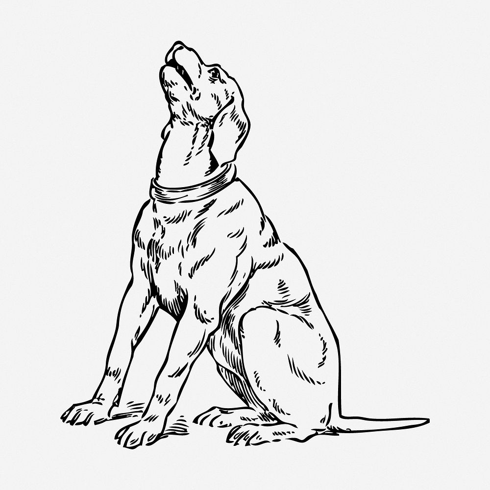 Howling dog drawing, animal vintage illustration. Free public domain CC0 image.