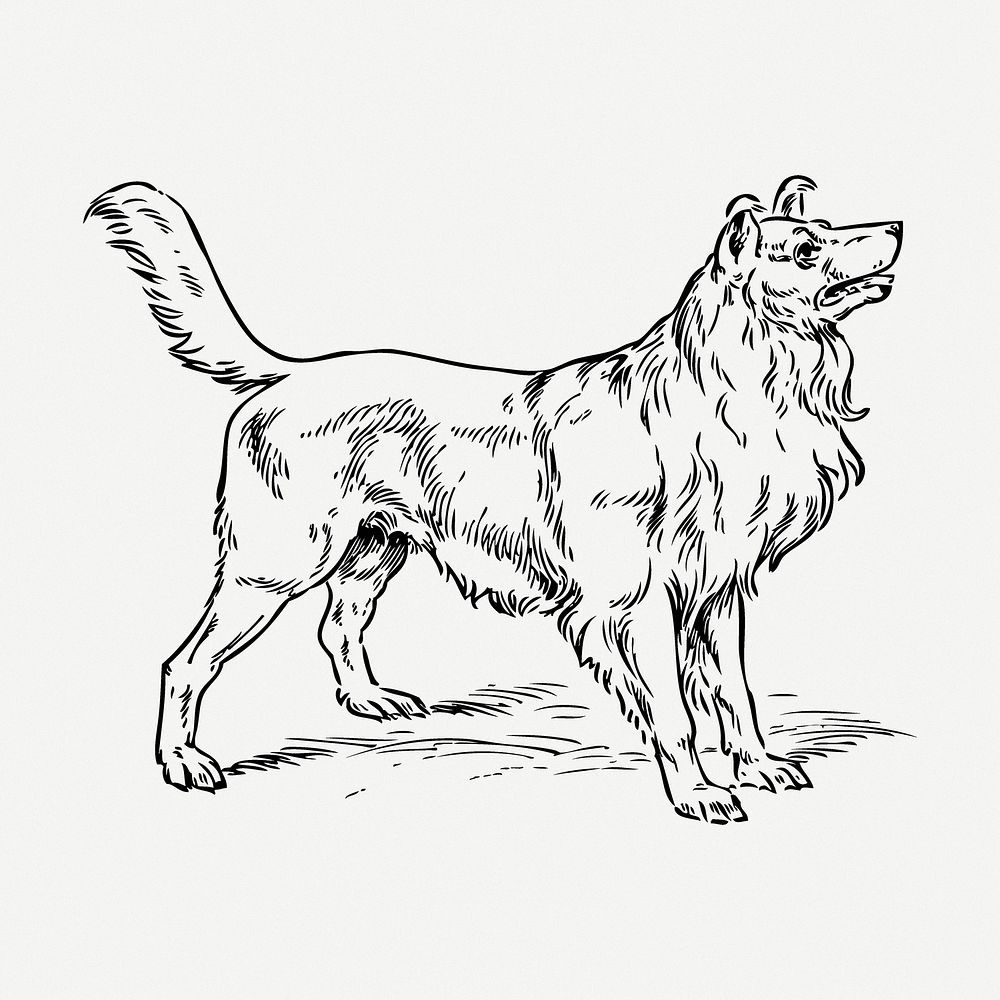 Dog drawing, animal vintage illustration psd. Free public domain CC0 image.