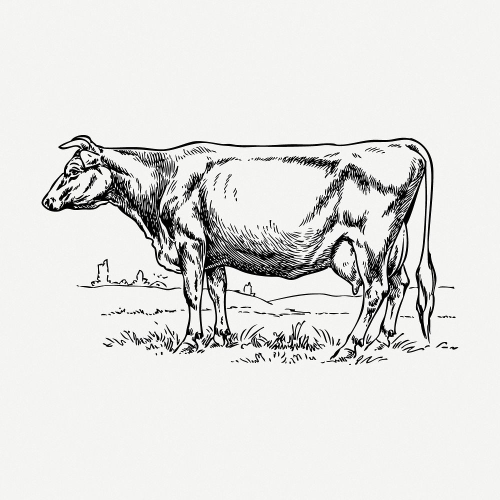 Cow drawing, farm animal vintage illustration psd. Free public domain CC0 image.