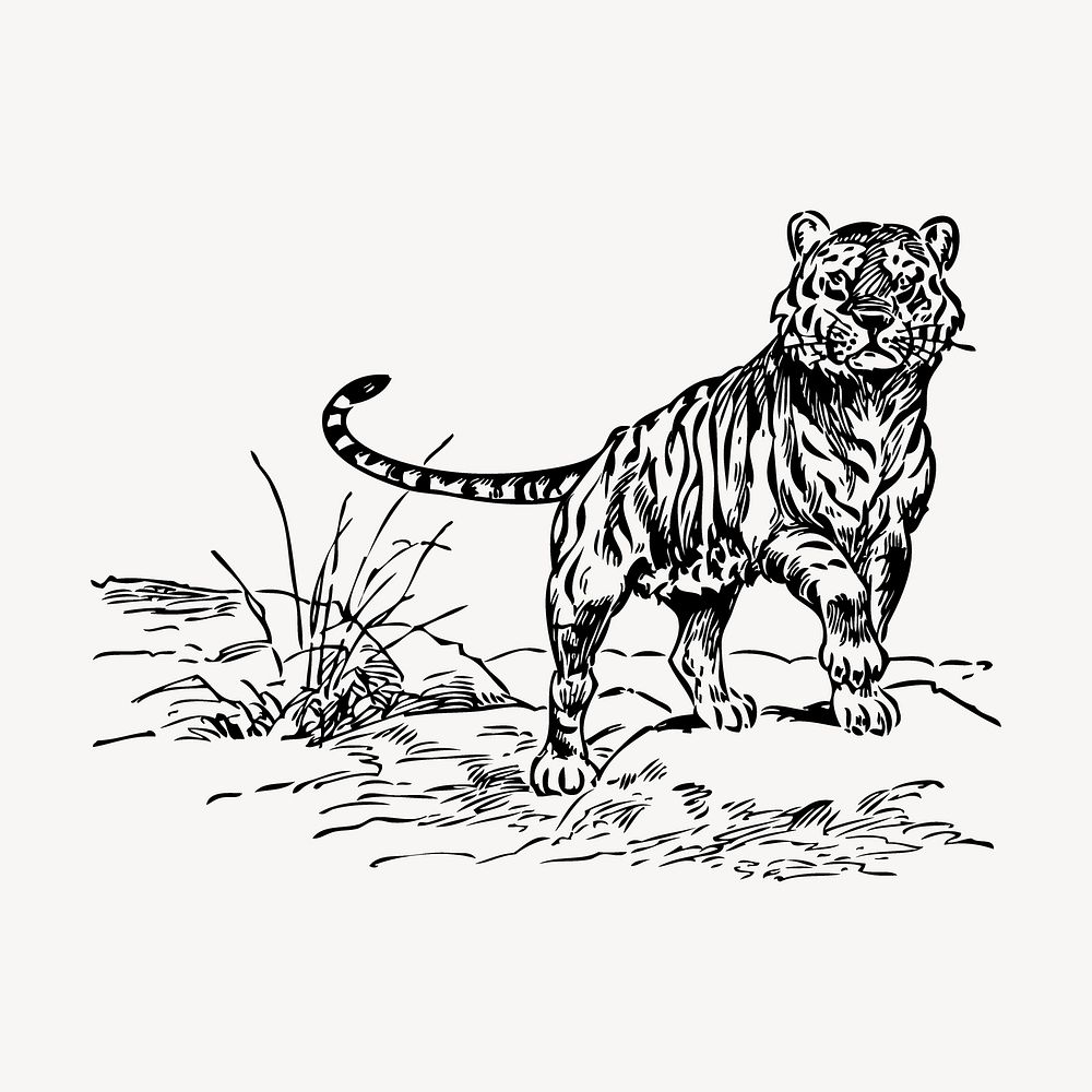 Tiger drawing, vintage wildlife illustration vector. Free public domain CC0 image.