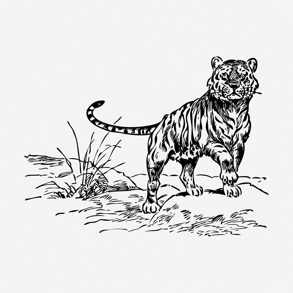 Tiger drawing, wildlife vintage illustration. Free public domain CC0 image.