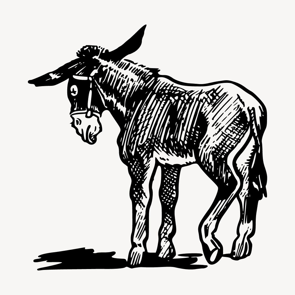 Donkey drawing, vintage animal illustration vector. Free public domain CC0 image.