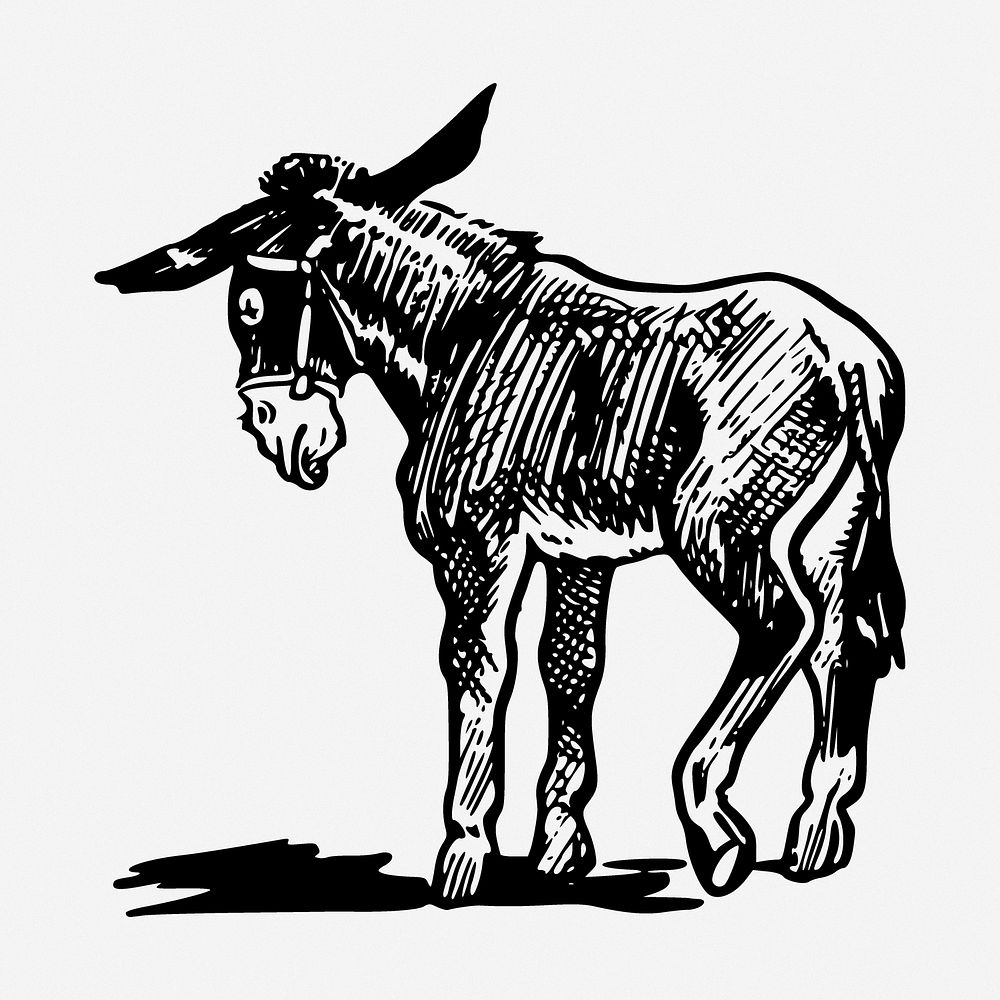 Donkey drawing, animal vintage illustration. Free public domain CC0 image.