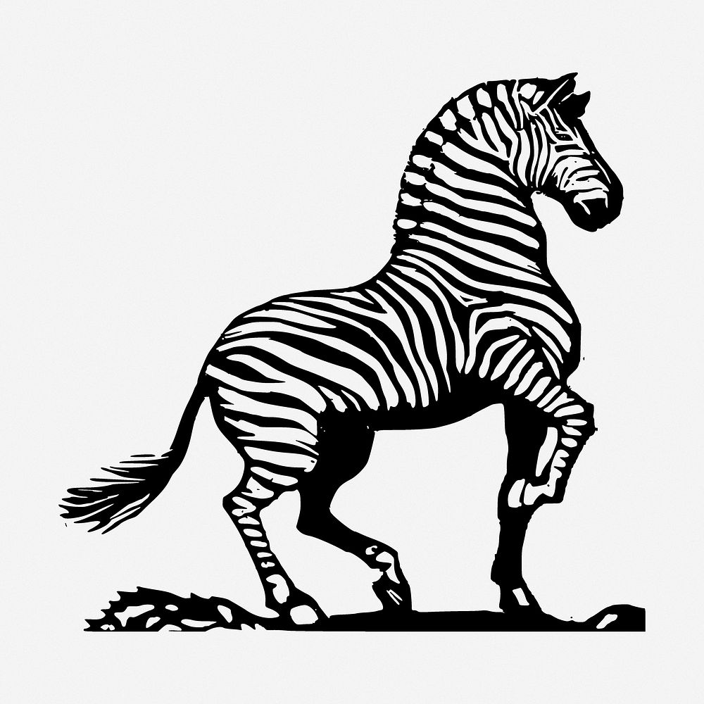 Zebra drawing, animal vintage illustration. Free public domain CC0 image.