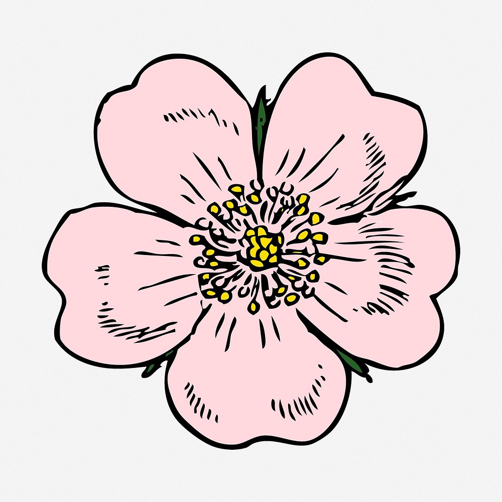 Blooming flower drawing, pink vintage illustration. Free public domain CC0 image.
