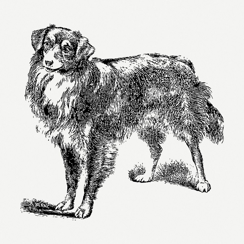 Scotch Collie dog drawing, animal vintage illustration psd. Free public domain CC0 image.