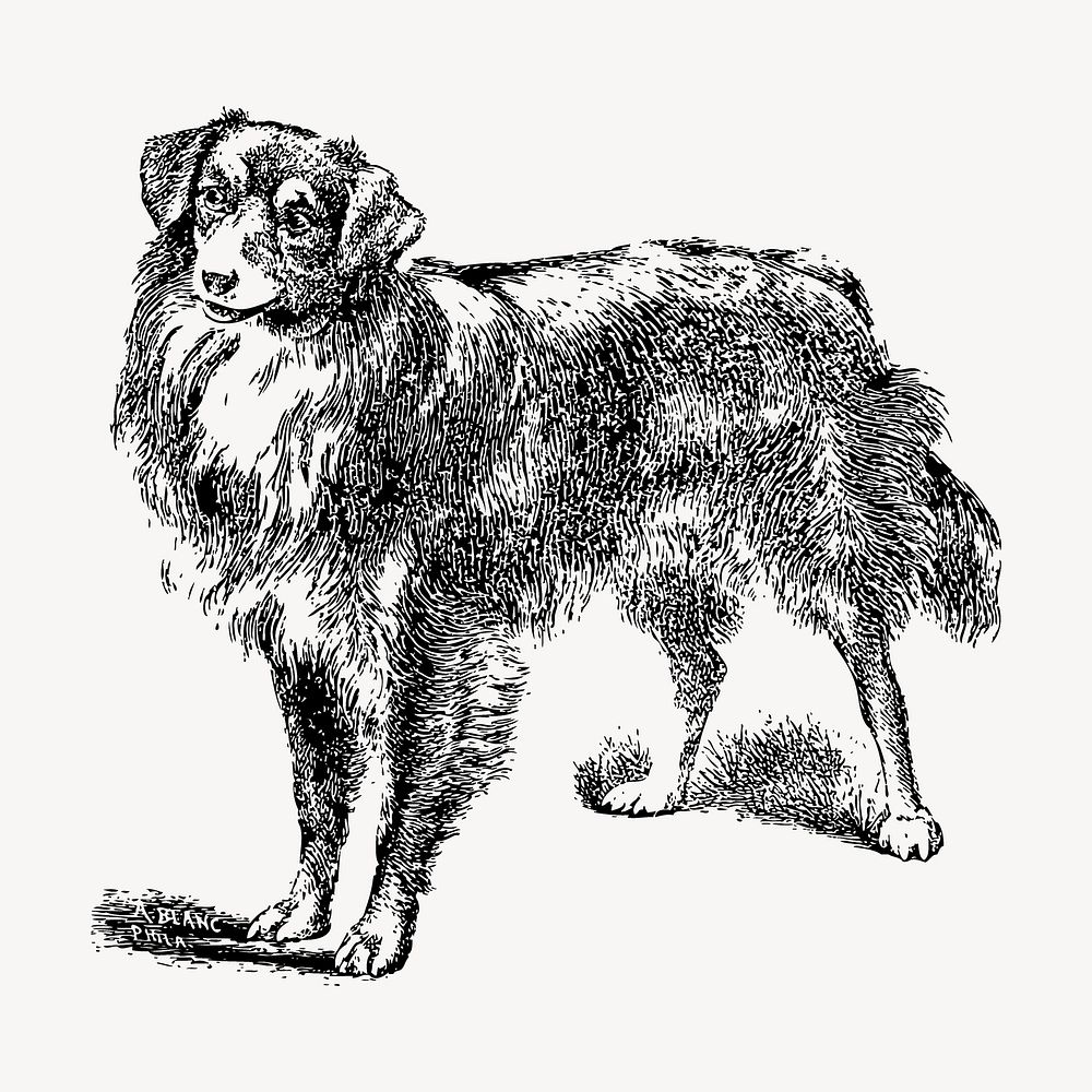 Scotch Collie dog drawing, animal illustration vector. Free public domain CC0 image.