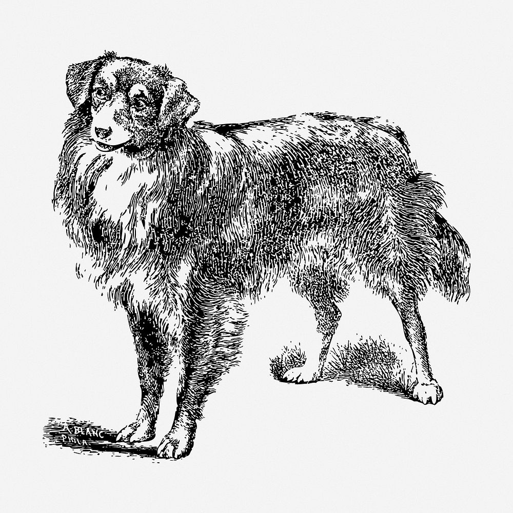 Scotch Collie dog drawing, animal vintage illustration. Free public domain CC0 image.