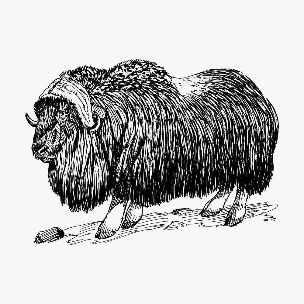 Musk ox drawing, vintage animal illustration vector. Free public domain CC0 image.