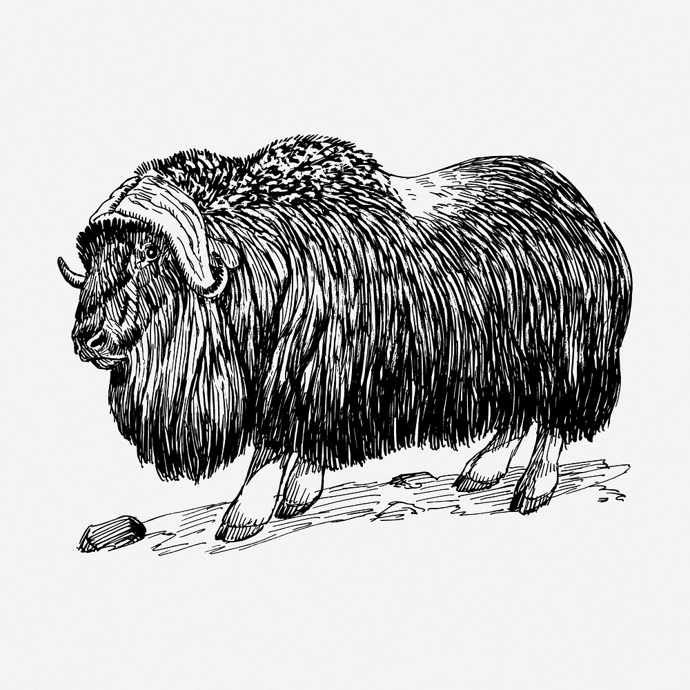 Musk ox drawing, animal vintage illustration. Free public domain CC0 image.