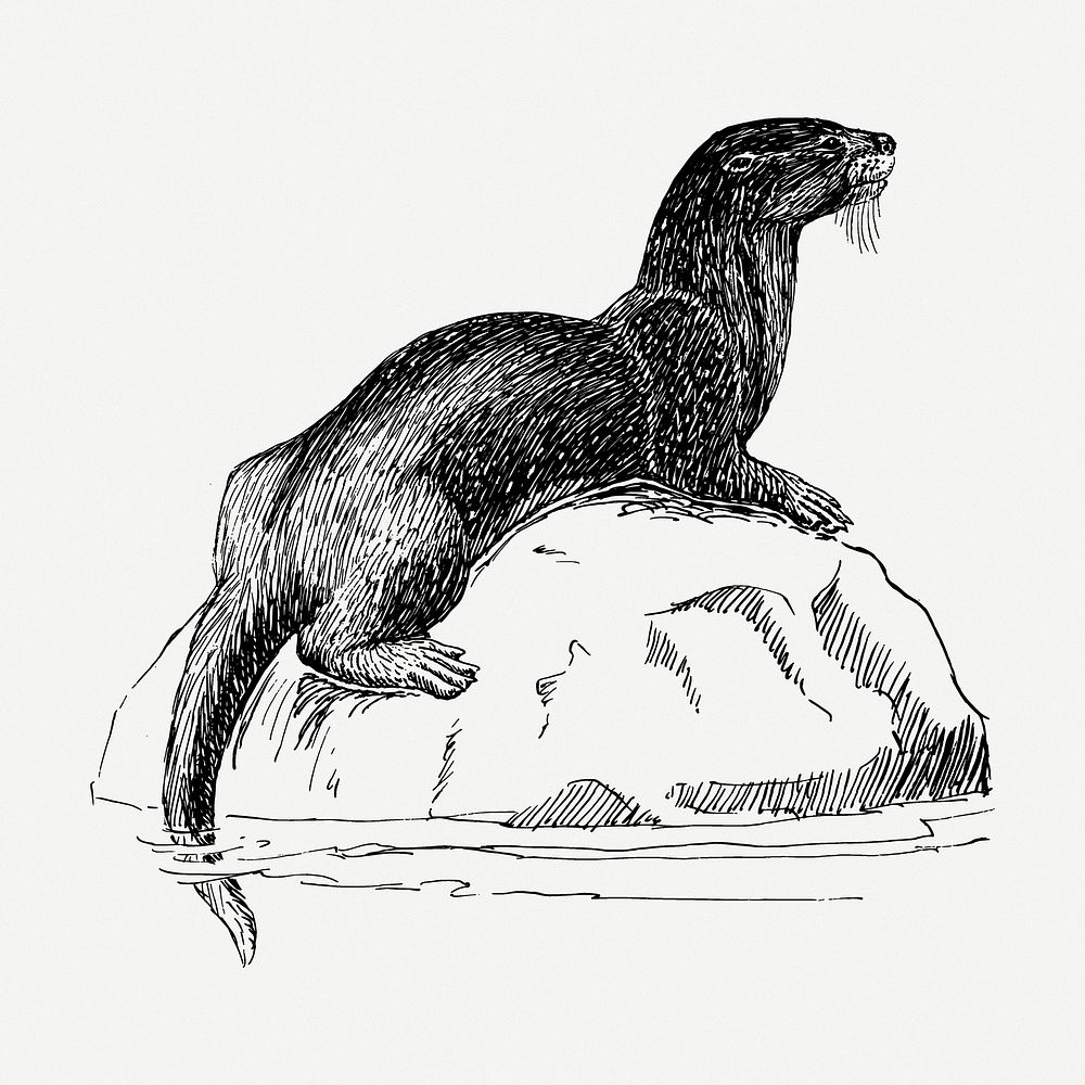 Otter drawing, wildlife vintage illustration psd. Free public domain CC0 image.