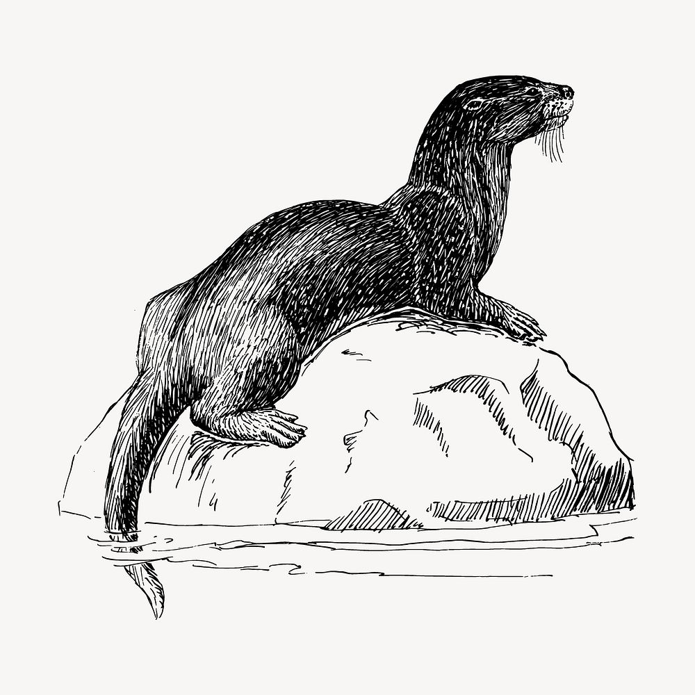 Otter drawing, vintage animal illustration vector. Free public domain CC0 image.