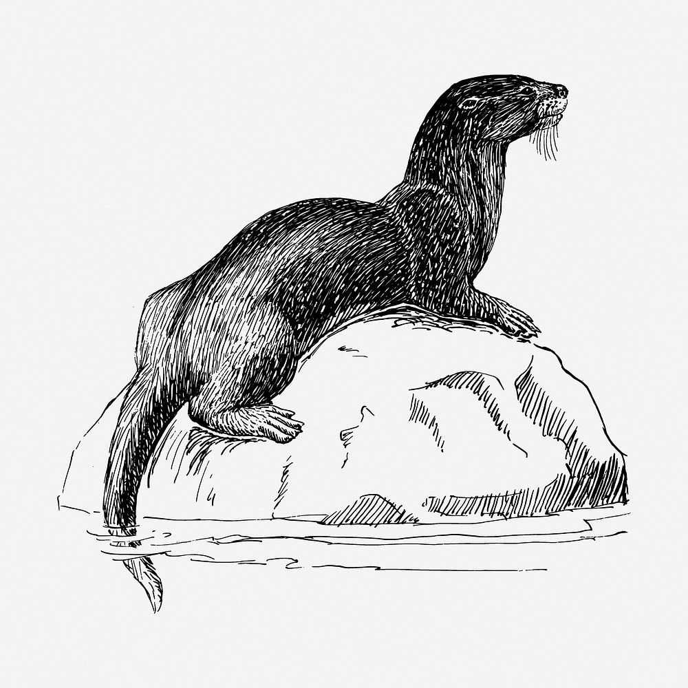 Otter drawing, wildlife vintage illustration. Free public domain CC0 image.