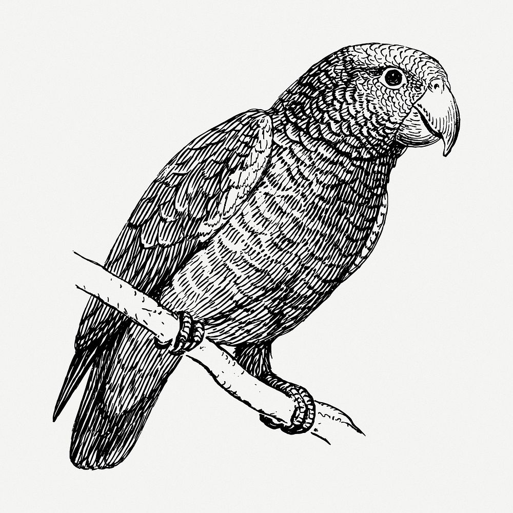 Parrot drawing, bird vintage illustration psd. Free public domain CC0 image.