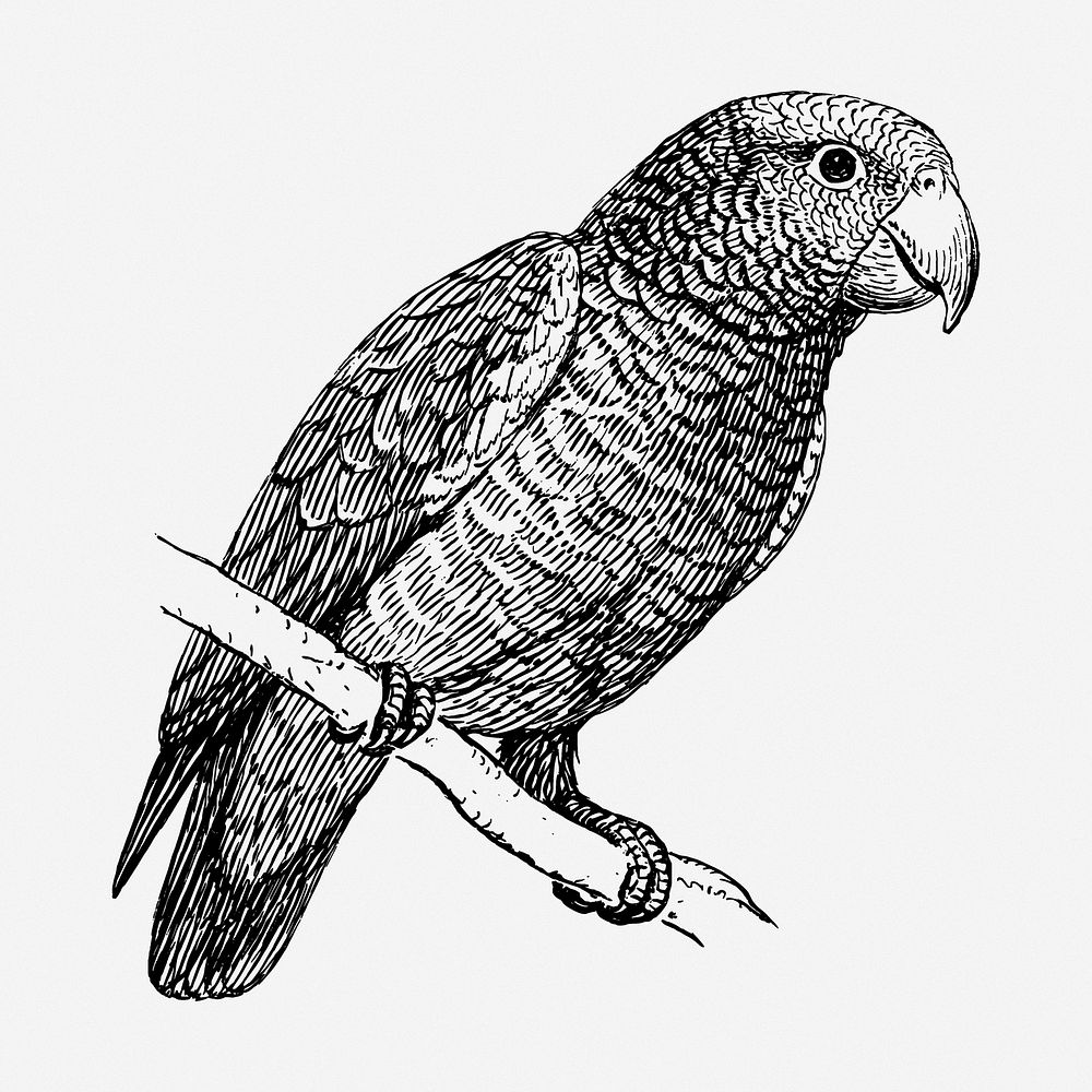 Parrot drawing, bird vintage illustration. Free public domain CC0 image.
