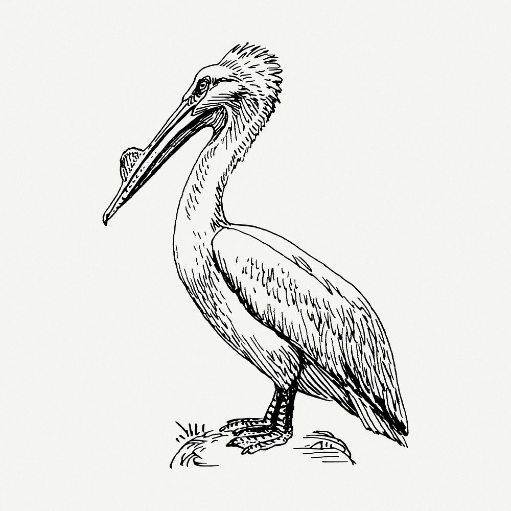 Pelican drawing, bird vintage illustration psd. Free public domain CC0 image.