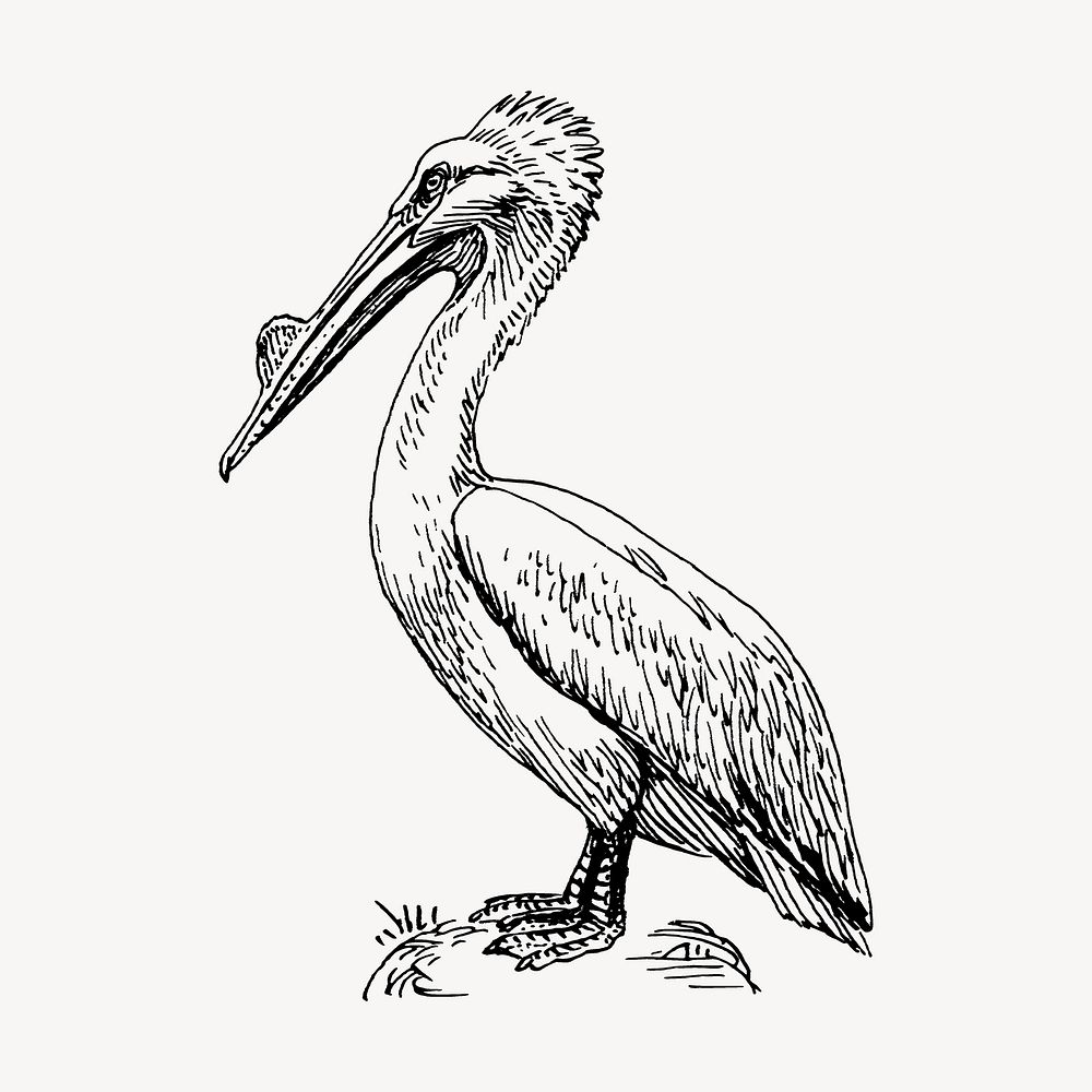 Pelican drawing, vintage bird illustration vector. Free public domain CC0 image.