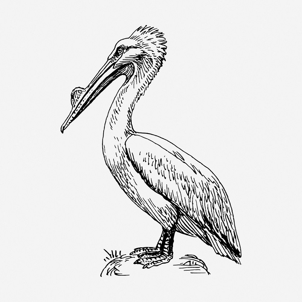 Pelican drawing, bird vintage illustration. Free public domain CC0 image.