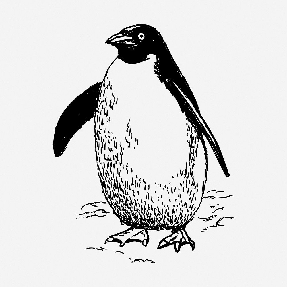 Penguin drawing, bird vintage illustration. Free public domain CC0 image.