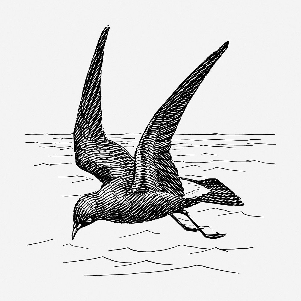 Petrel drawing, bird vintage illustration. Free public domain CC0 image.