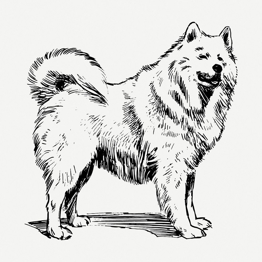 Samoyed dog drawing, animal vintage illustration psd. Free public domain CC0 image.